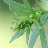 Ambrosia_artemisiifolia-detail.jpg