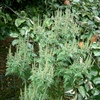 Ambrosia_artemisiifolia.jpg